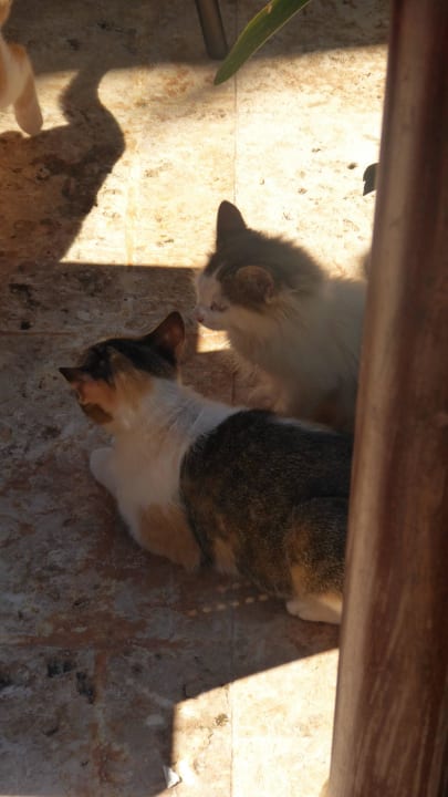 Restaurantgäste Wyndham Alltra Samana