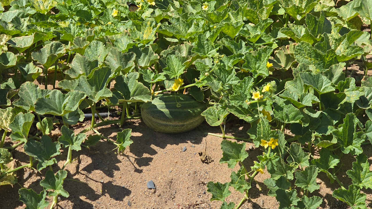 Gartenanlage Bliss Nada Beach Resort