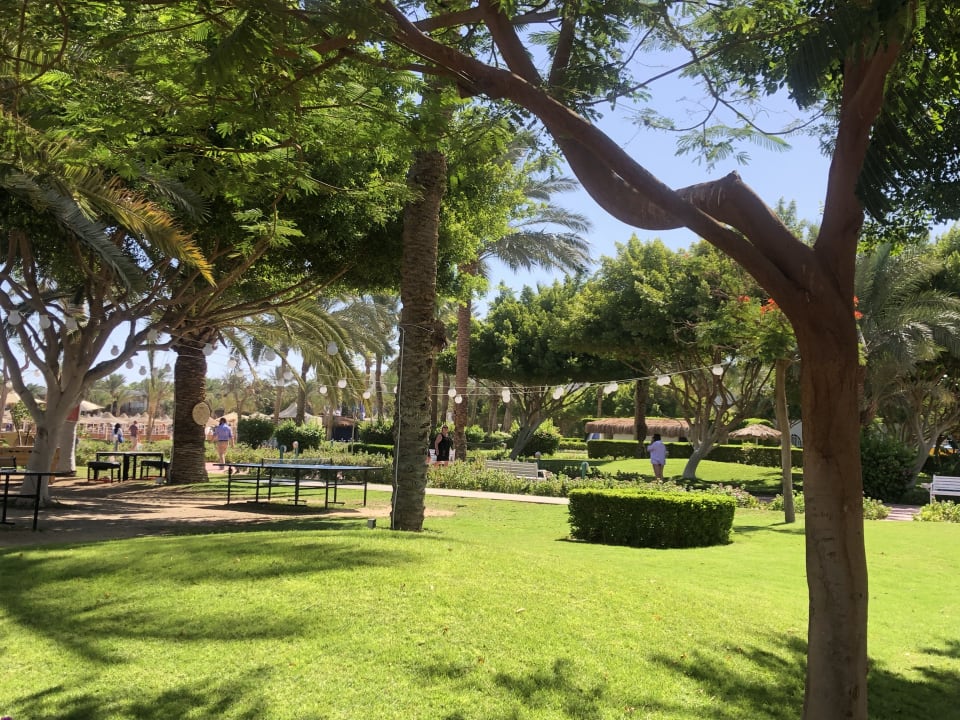 Gartenanlage Desert Rose