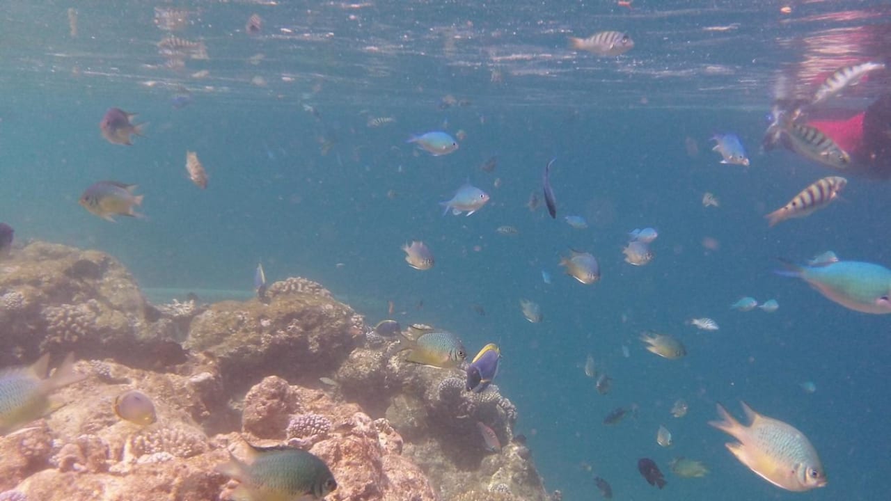 Hausriff Eri Maldives