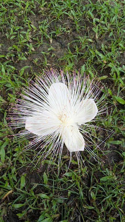 Gartenanlage Khao Lak Merlin Resort