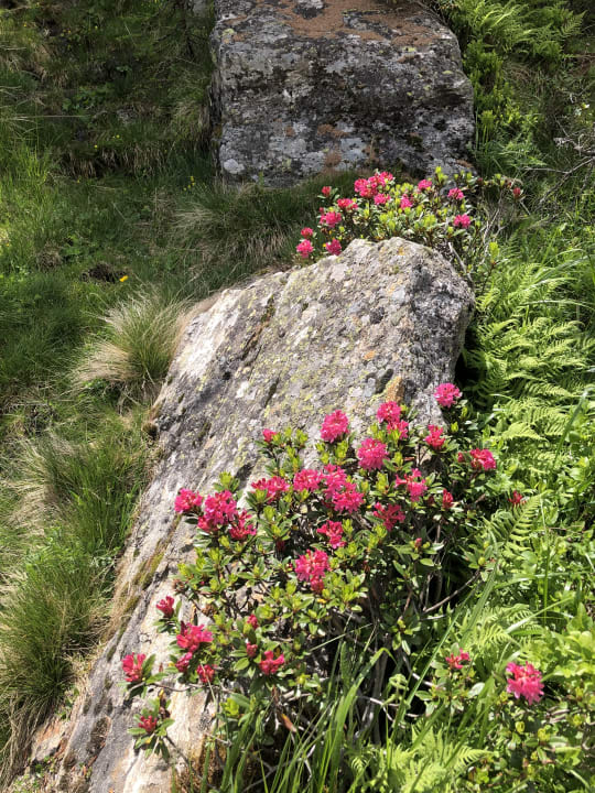 Gartenanlage Alpenhof Lodge Passeiertal