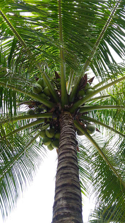 Gartenanlage Allezboo Beach Resort & Spa