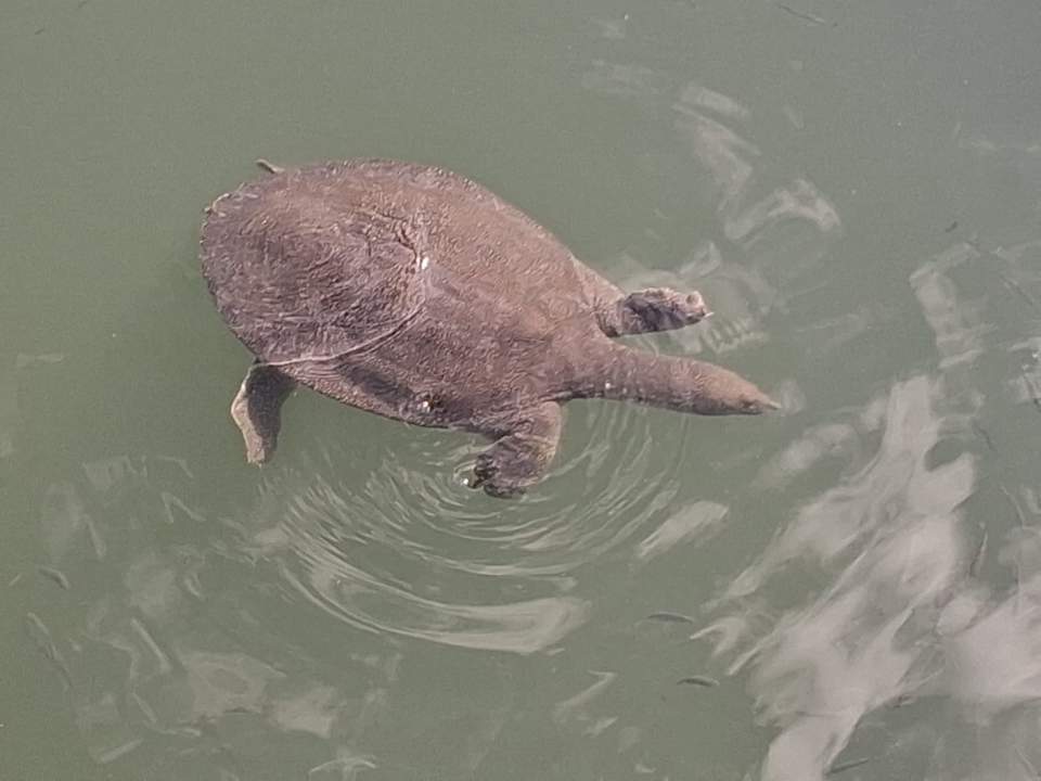 Sonstiges Dream Family Club