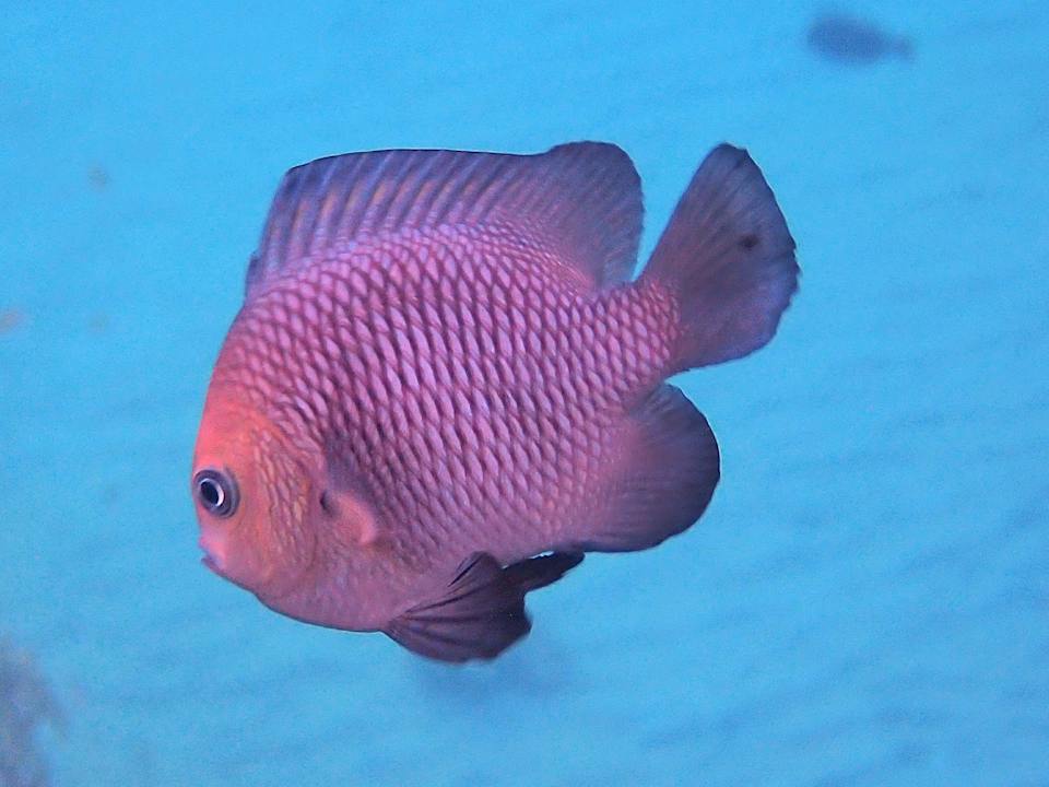 Sonstiges Shams Alam Beach Resort