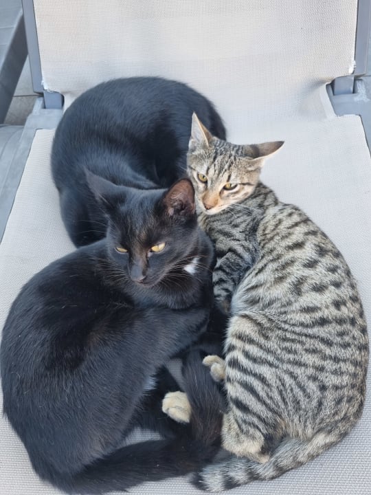 Sonstiges Hotel Orfeus Park