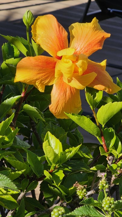 Gartenanlage AP Adriana Beach Resort