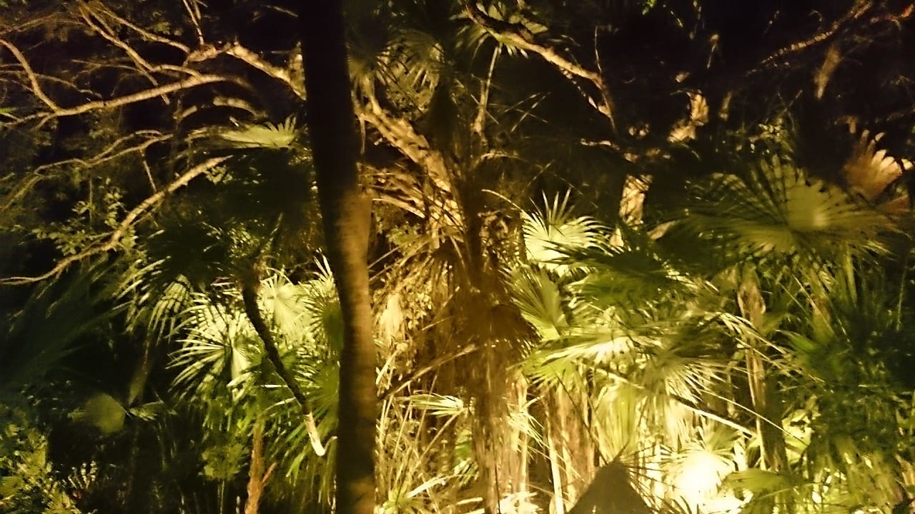 Nachts im "Dschungel" Catalonia Playa Maroma