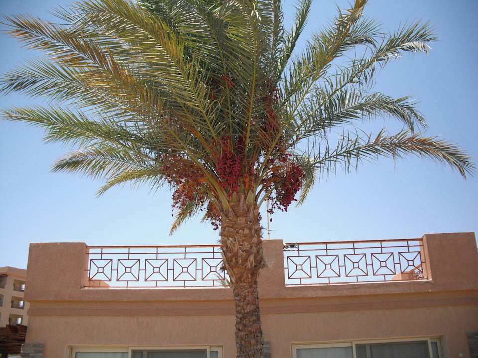 Dattelpalme Shams Prestige Abu Soma-Adults Only