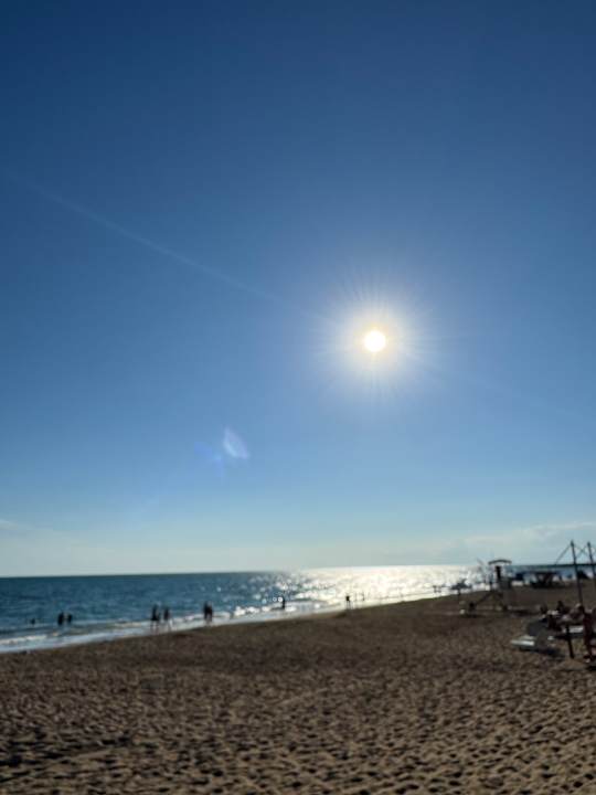 Strand Seashell Vega