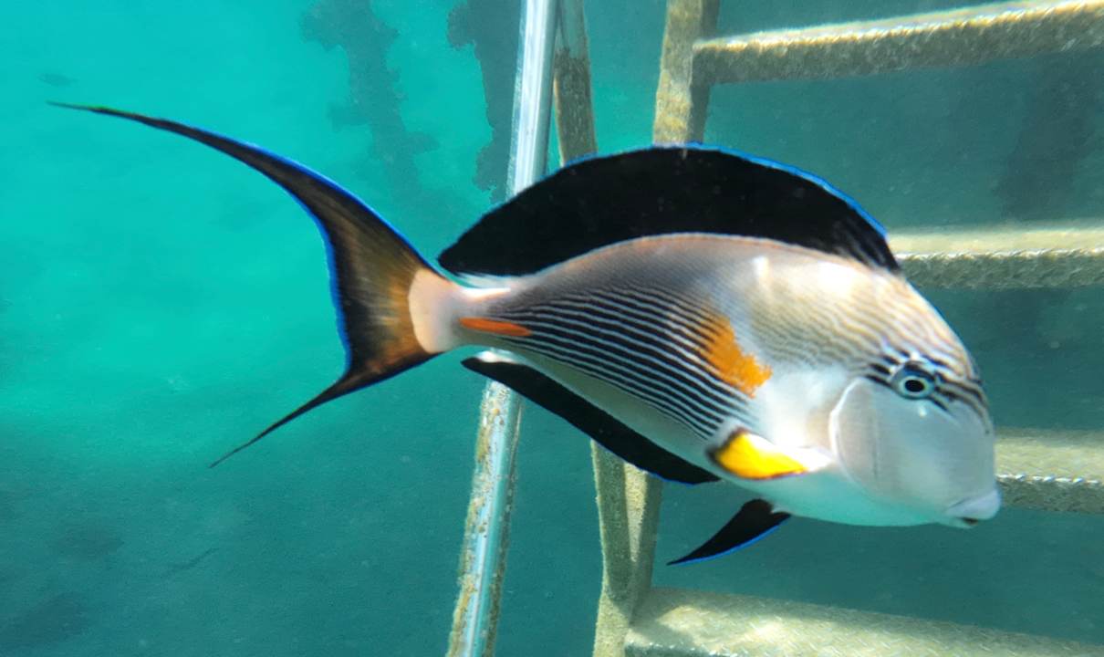 Sonstiges Shams Alam Beach Resort