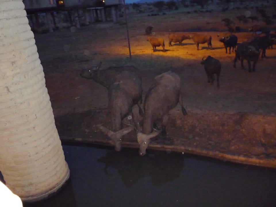 Widok z tarasu Salt Lick Safari Lodge