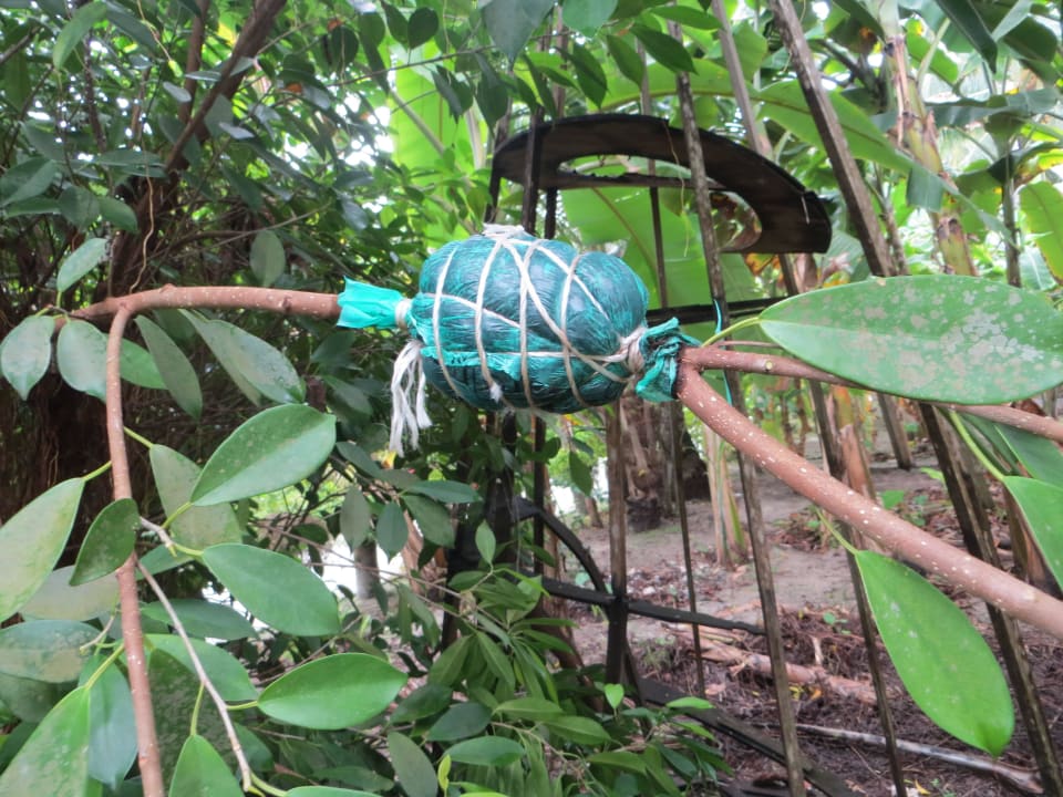 Hier werden Ficus Benjamini abgewurzelt Adaaran Select Hudhuran Fushi - Premium All Inclusive