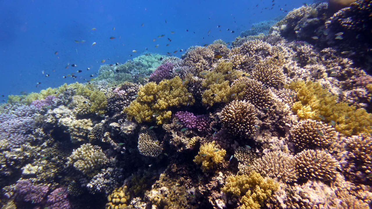 Sport & Freizeit Shams Alam Beach Resort