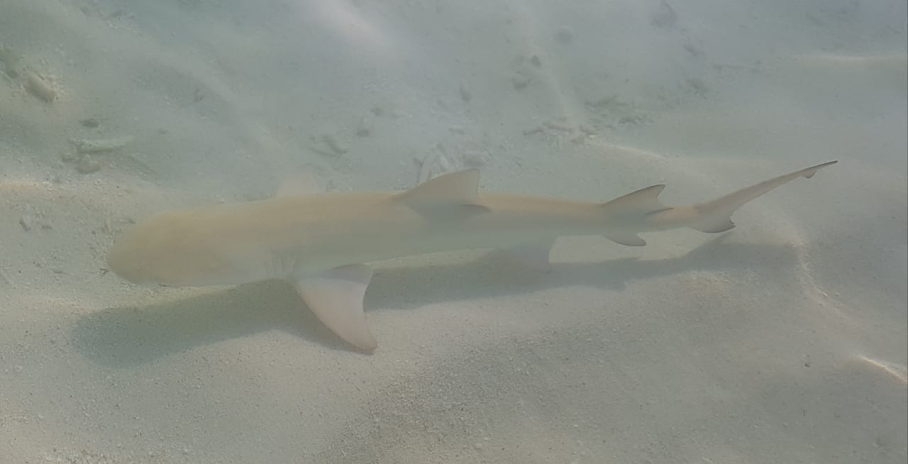 Strand Adaaran Select Meedhupparu Island Resort - Premium All Inclusive