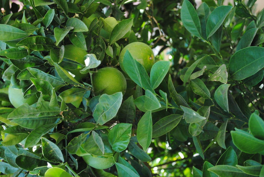 Урожай Bella Resort & Spa