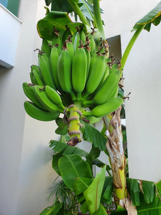 Gartenanlage Korumar Ephesus Beach & Spa Resort