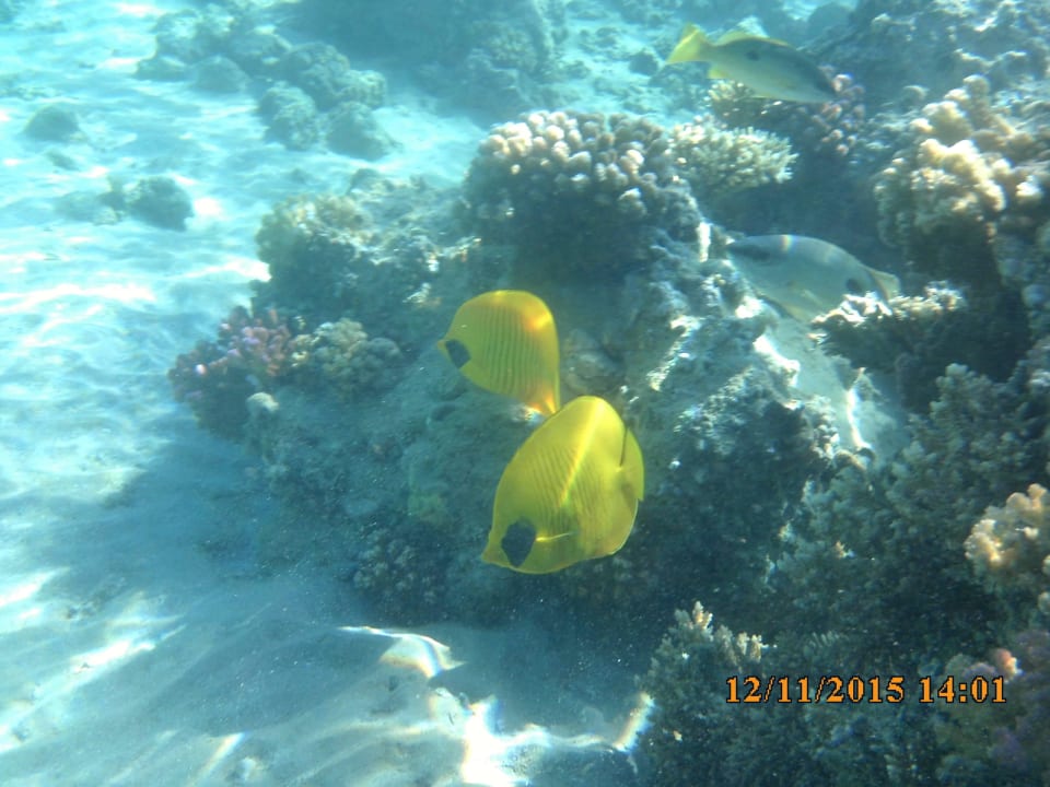 Wir zwei Jaz Makadi Oasis Resort