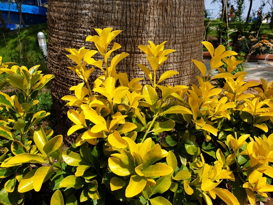 Gartenanlage Le Jardin Resort