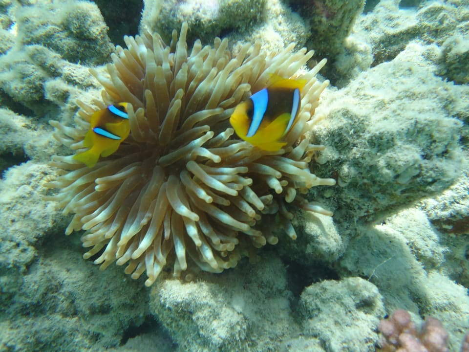 Strand Makadi Palace