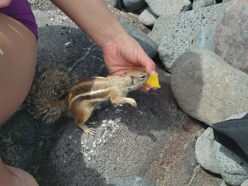 Der hat nie aufgegeben AluaVillage Fuerteventura