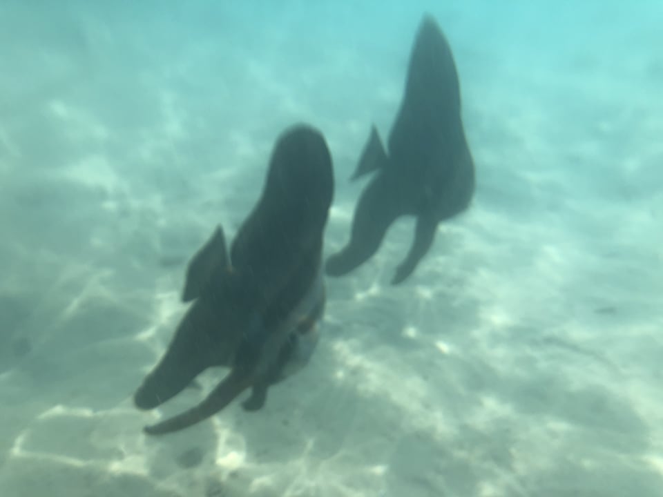 Sport & Freizeit Palm Royale Resort - Soma Bay