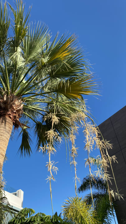 Außenansicht Adrián Hoteles Colón Guanahaní - Adults only