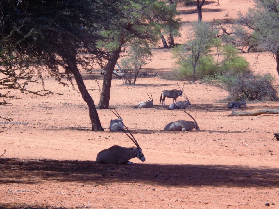 Sonstiges Intu Afrika - Zebra Kalahari Lodge