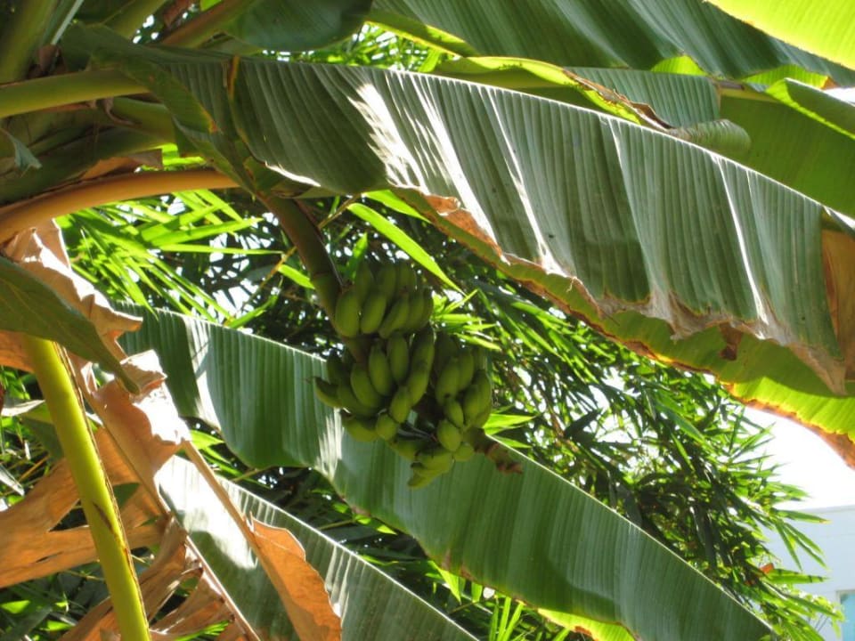 Bananenstauden Hotel Al Nahda Resort & Spa