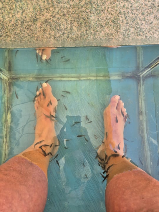 Sonstiges Desert Rose