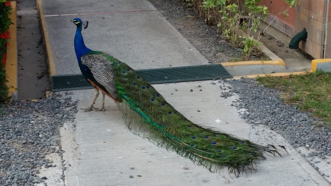 Gartenanlage Grand Decameron Panama, A Trademark All Inclusive Resort