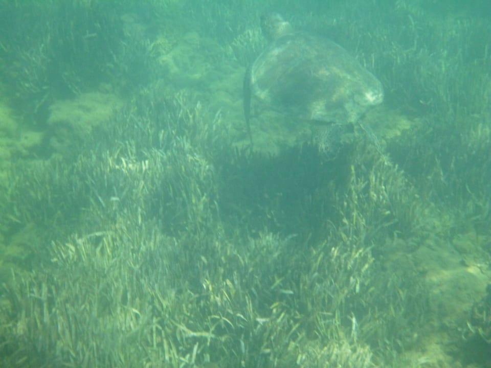 Schildkröten ca. 10 Minuten rechts am Strand Royal Atlantis Spa & Resort