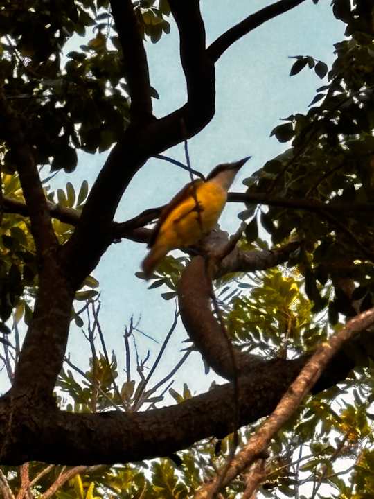 Gartenanlage Hotel Riu Tequila