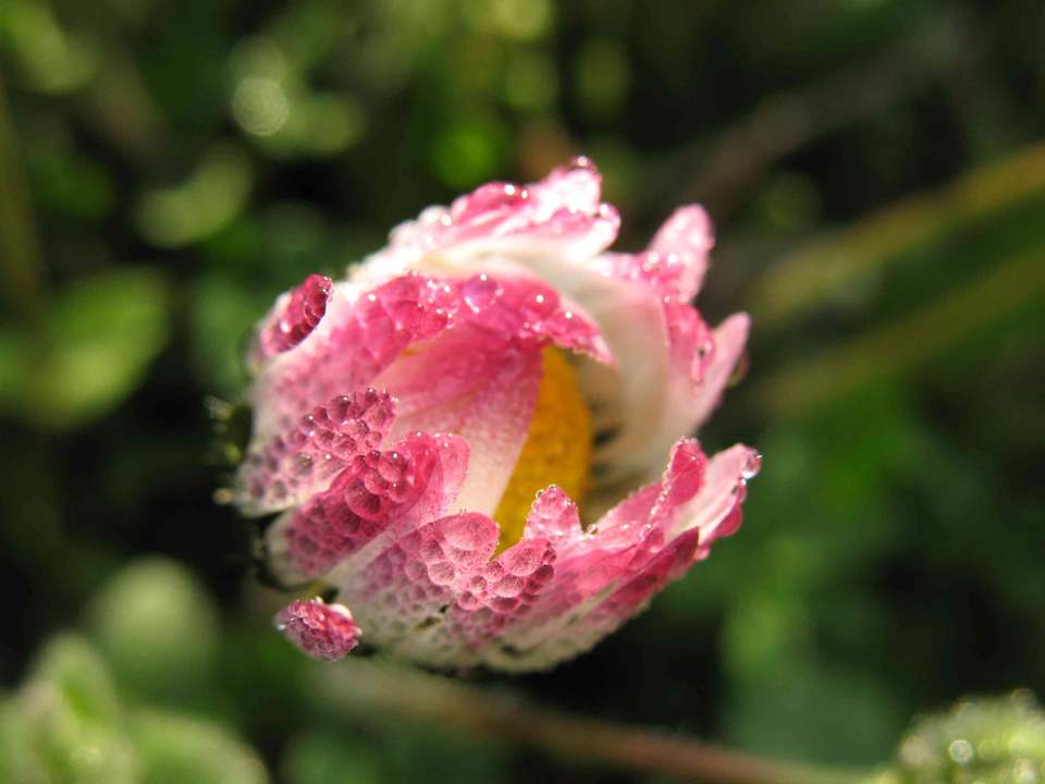 The meadow Guesthouse Antico Borgo Di Tignano