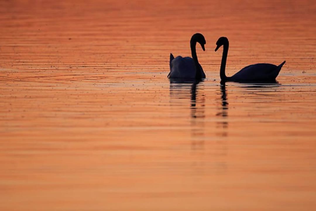 Wasservögel  Center Parcs De Kempervennen