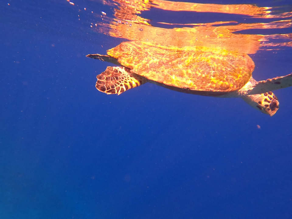 Sport & Freizeit Arabella Azur Resort