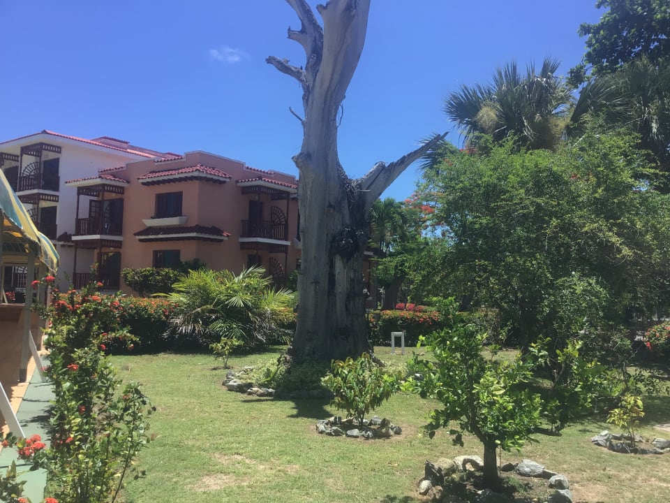 Gartenanlage Starfish Cuatro Palmas