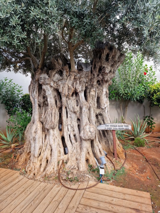 Gartenanlage Lyttos Beach Hotel