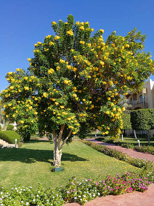 Gartenanlage Desert Rose