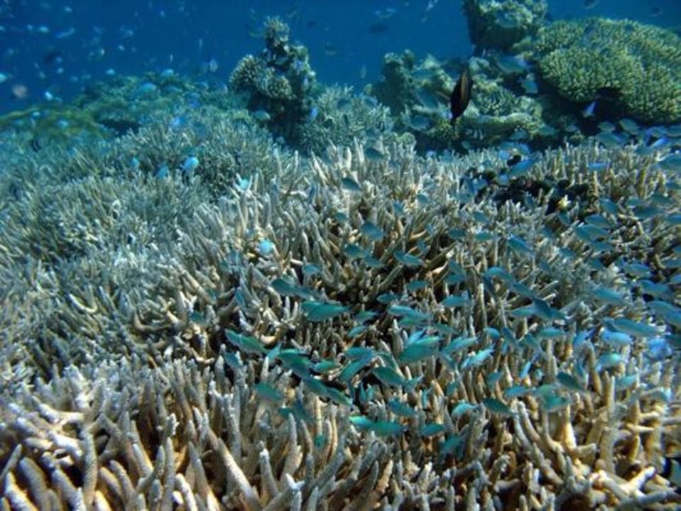 Unterwasser Eri Maldives