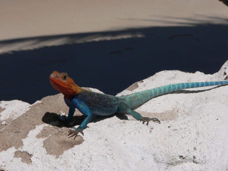 Hotelbewohner Hotel Southern Palms Beach Resort