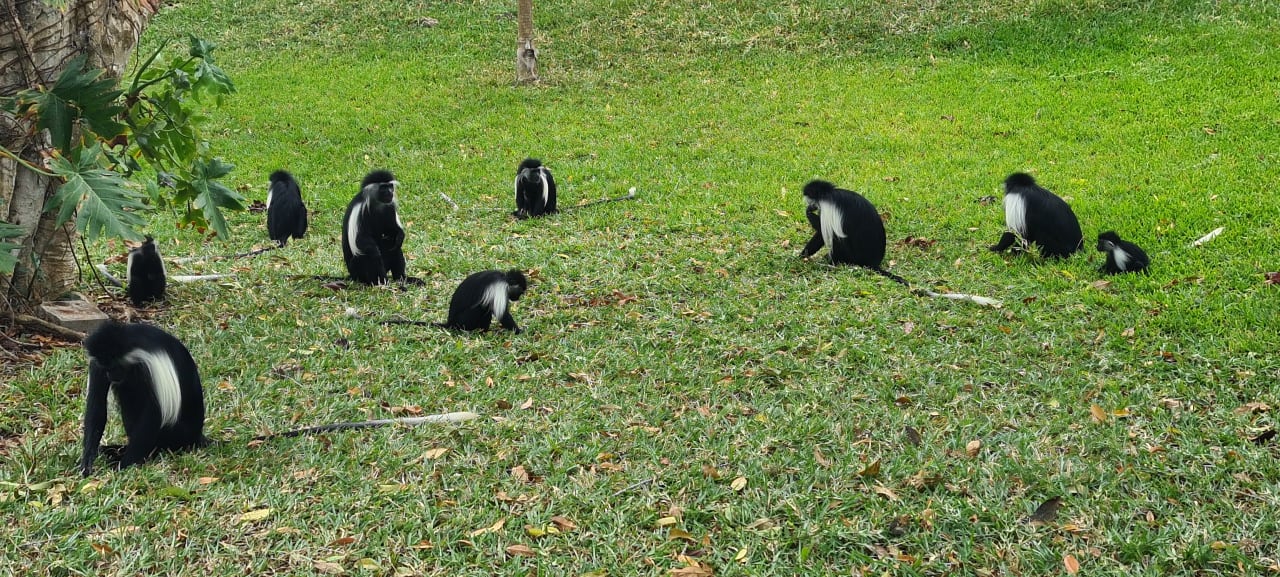 Gartenanlage Baobab Beach Resort & Spa