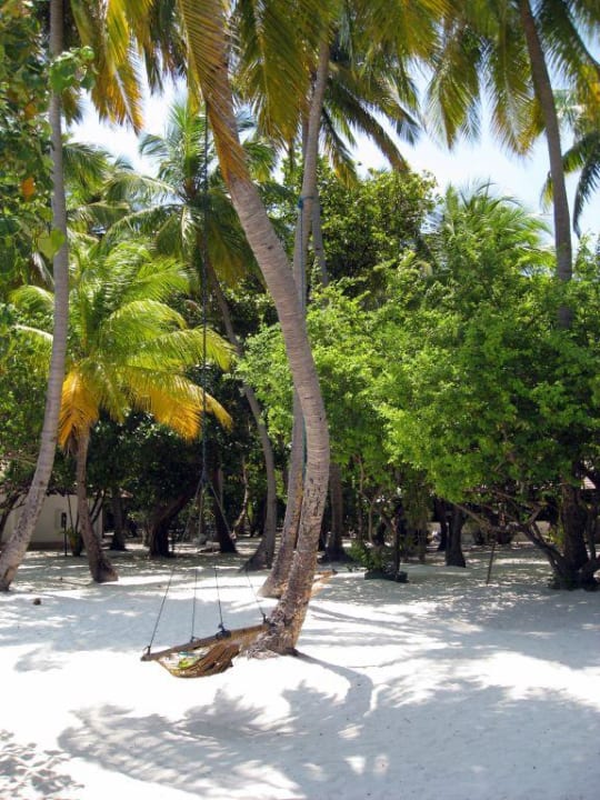 Überall Schaukeln an den Palmen Embudu Village