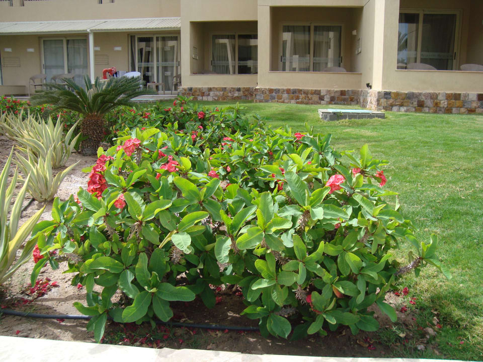 Gartenanlage Beach Albatros Resort