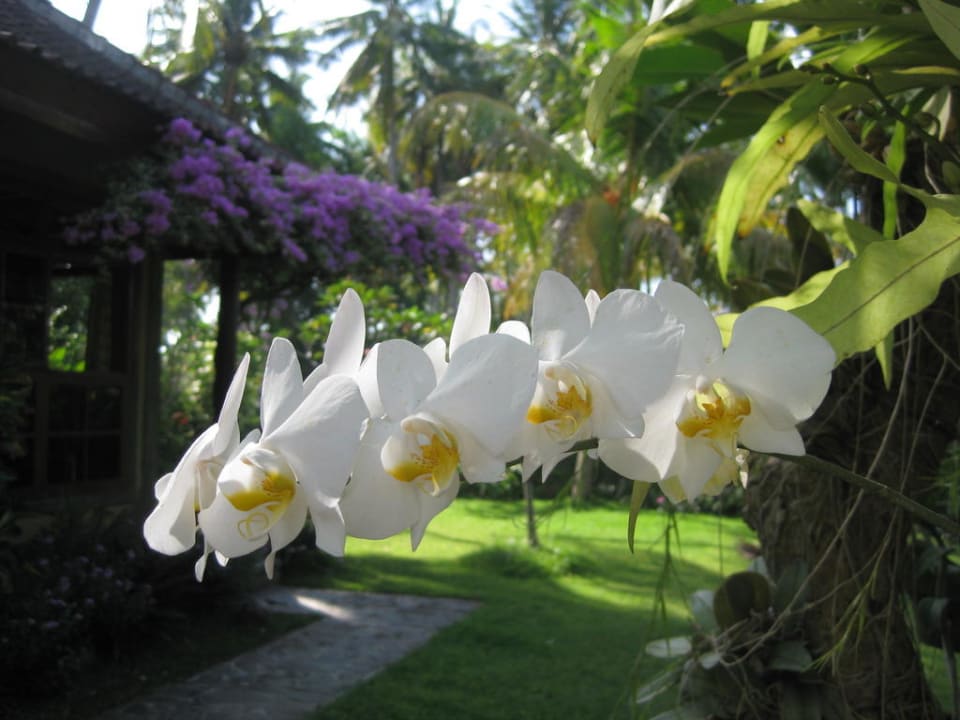Orchideen Saraswati Holiday House