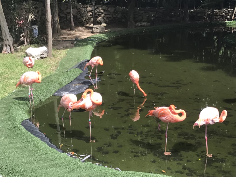 Gartenanlage Grand Palladium Kantenah Resort & Spa