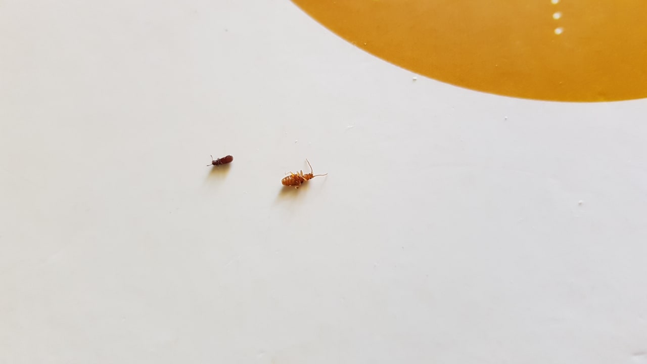 Zimmer Hotel Grand Palladium Palace Resort, Spa & Casino