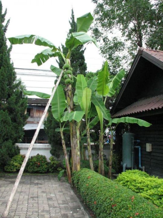 Bananenbaum Hotel The Imperial Mae Ping