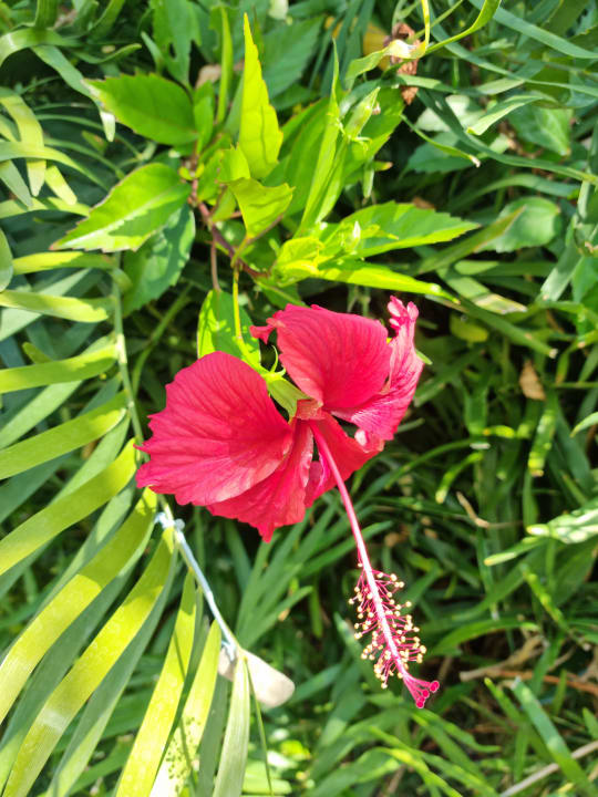 Gartenanlage Bahia Principe Luxury Ambar