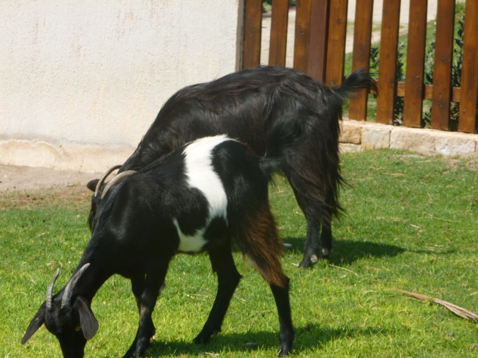 Sonstiges Atlantica Aegean Blue
